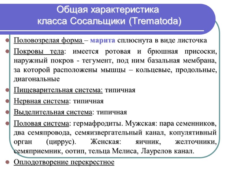 Общая характеристика  класса Сосальщики (Trematodа)  Половозрелая форма – марита сплюснута в виде